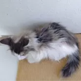 ノルウェージャンフォレストキャット【北海道・女の子・2025年7月30日・三毛】の写真3