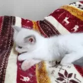 ラグドール【北海道・男の子・2025年9月25日・ブルーリンクスポイントバイカラー】の写真4