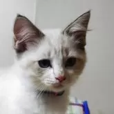 ラグドール【北海道・女の子・2025年6月10日・ブルーリンクスポイントバイカラー】の写真5