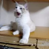 ラグドール【北海道・男の子・2024年5月28日・ブルーリンクスポイントバイカラー】の写真5