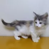 ノルウェージャンフォレストキャット【北海道・女の子・2025年7月30日・三毛】の写真5