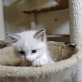 ラグドール【北海道・男の子・2025年9月25日・ブルーリンクスポイントバイカラー】の写真6