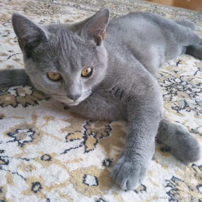 ID：1810-01665の子猫