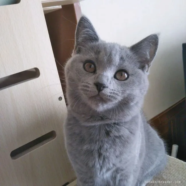 ID:1812-01304の子猫