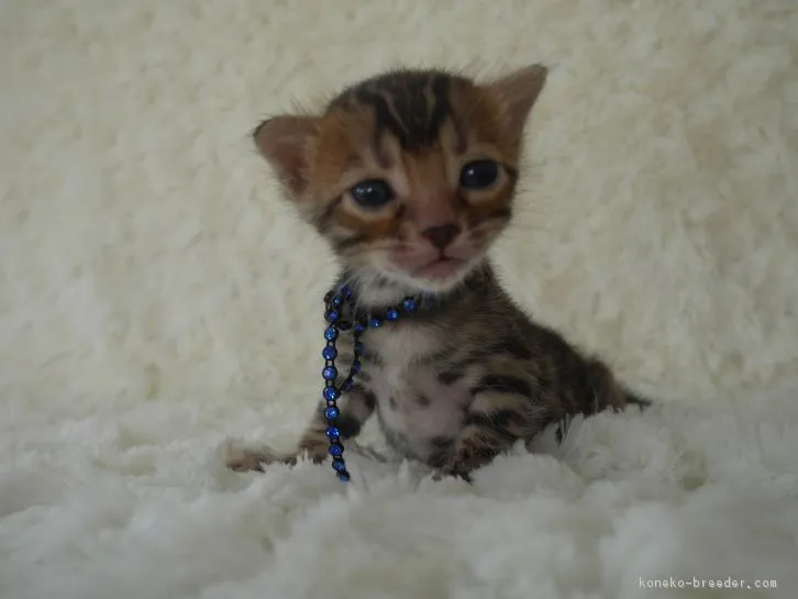ID：1607-00357の子猫