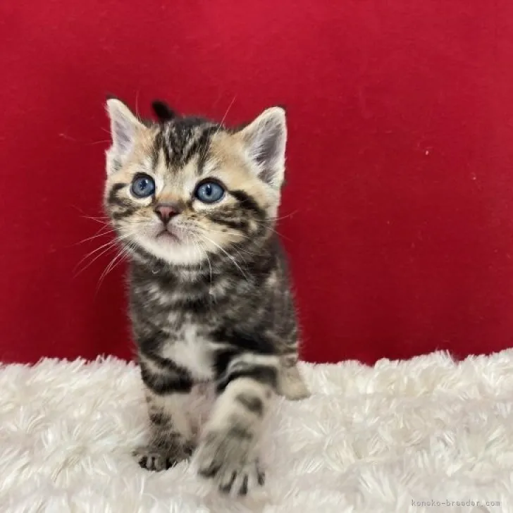 ID：2303-00316の子猫