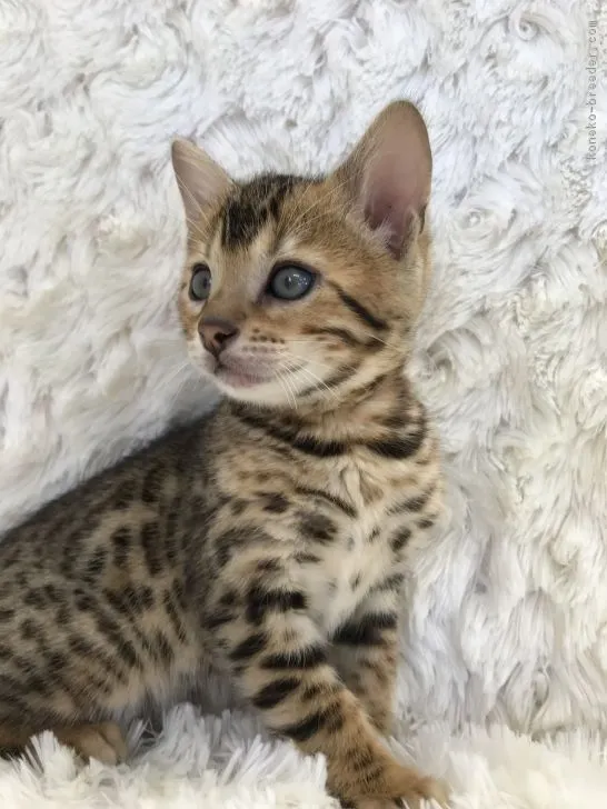 ID：1803-00018の子猫