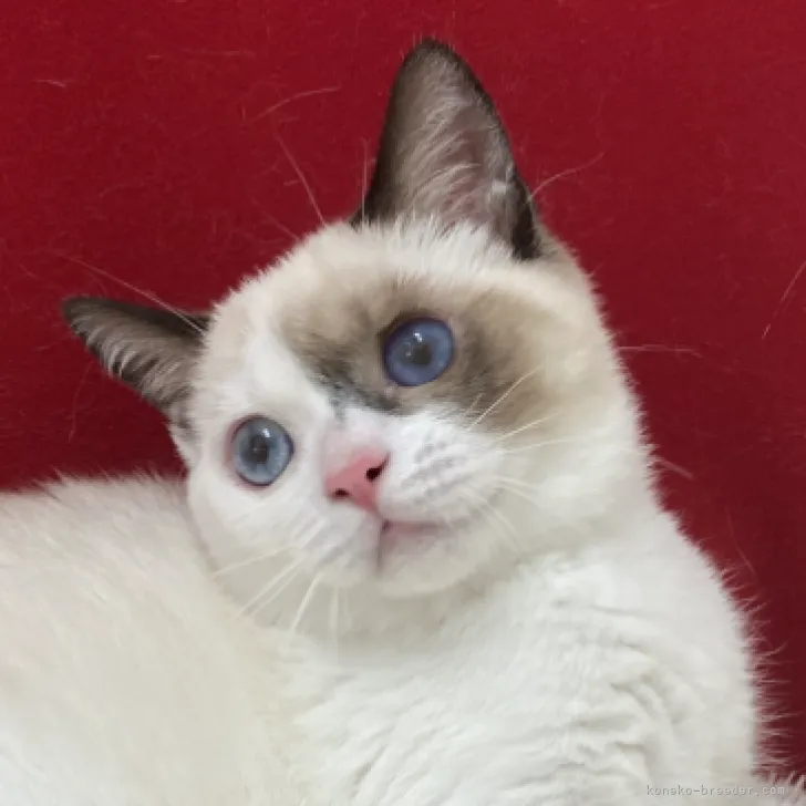 ID:2308-01711の子猫