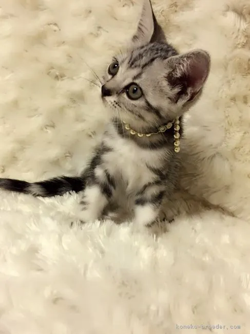 ID：1609-00771の子猫