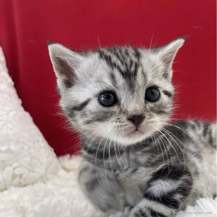 ID:2402-00430の子猫