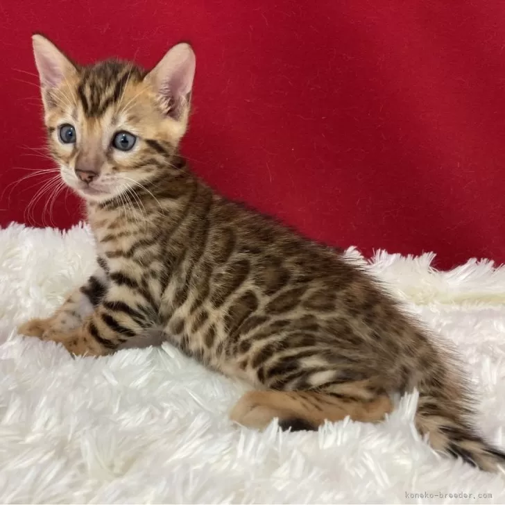 ID:2408-03007の子猫