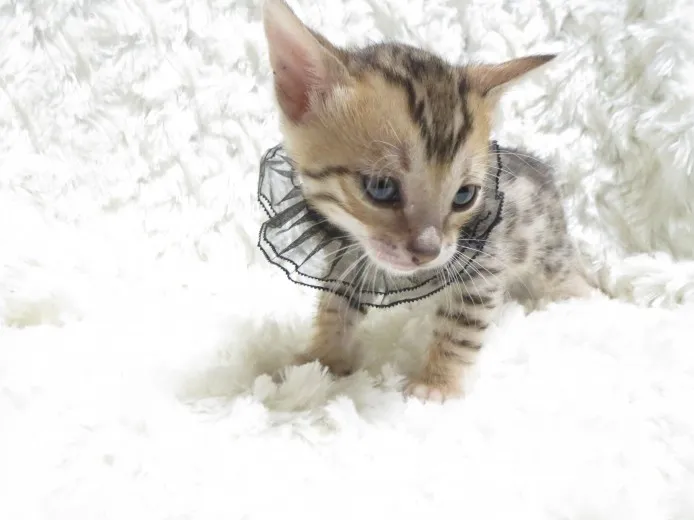 バロン 様のお迎えした子猫