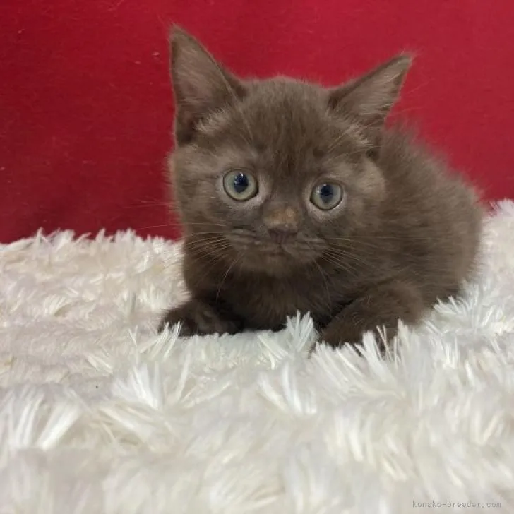 ID:2207-01031の子猫