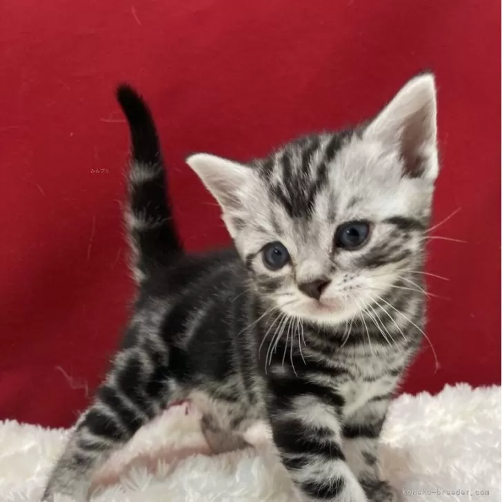 ID:2405-01289の子猫