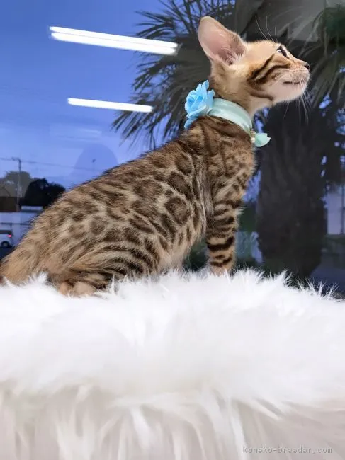 ID：1712-00109の子猫
