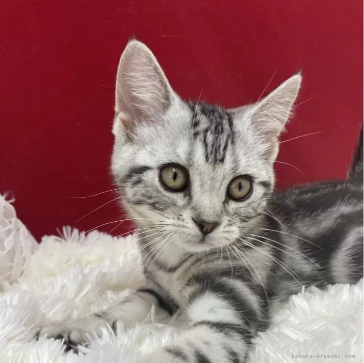 ID:2407-00784の子猫