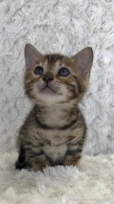 ID:1803-00014の子猫