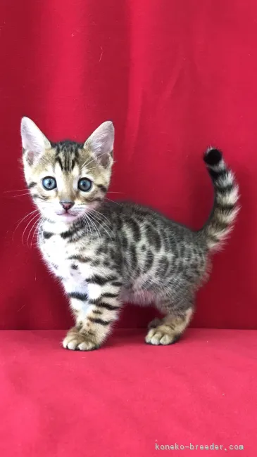 ID:1804-00197の子猫