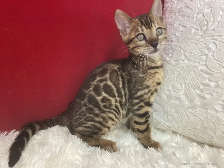 ID：2206-00460の子猫