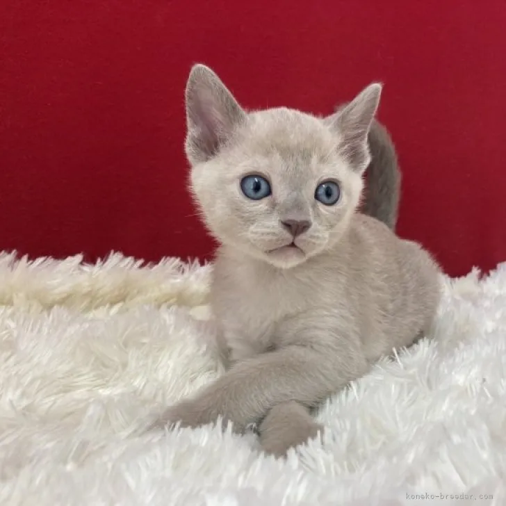 ID：2305-02668の子猫