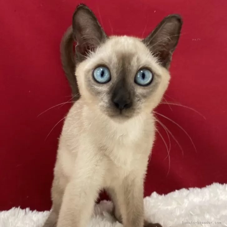 ID:2408-00193の子猫