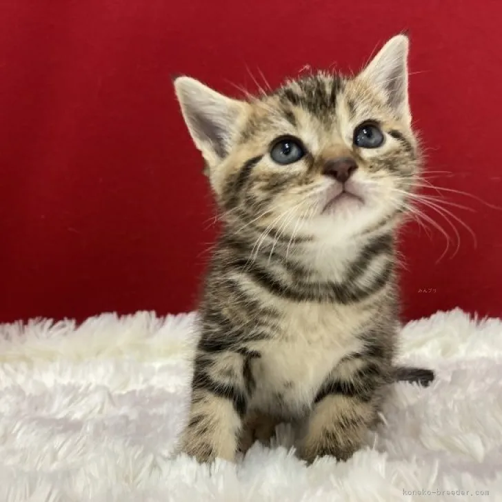 ID:2311-01949の子猫