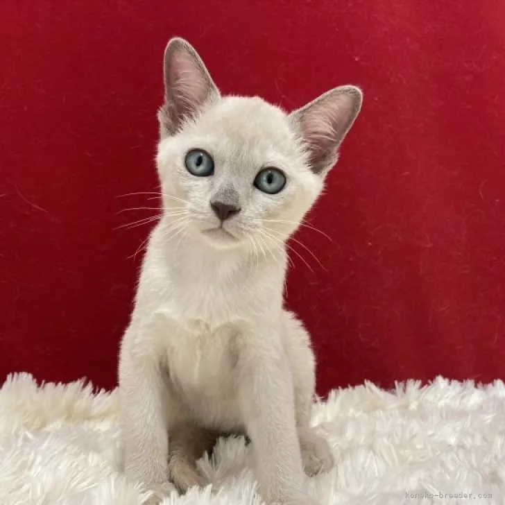 ID：2308-02862の子猫