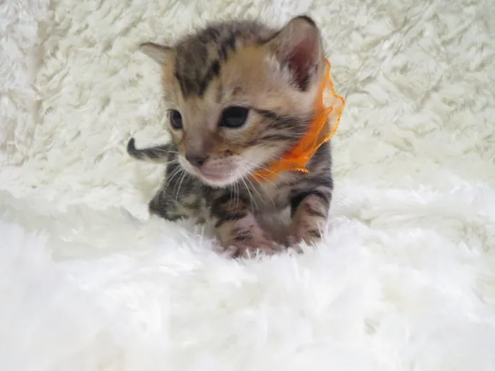 ID:1403-00231の子猫