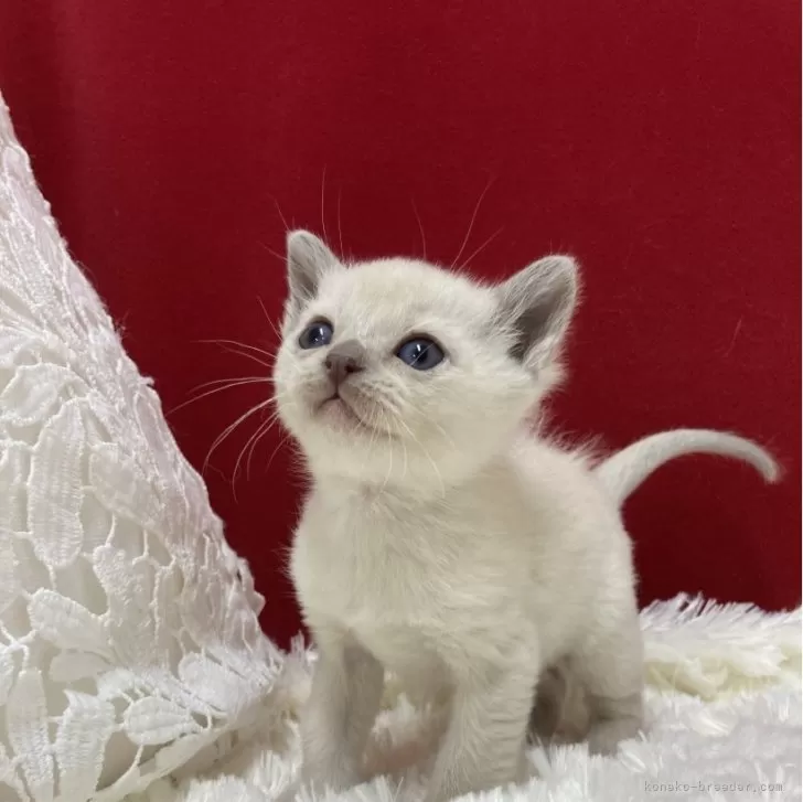 ID:2402-00434の子猫
