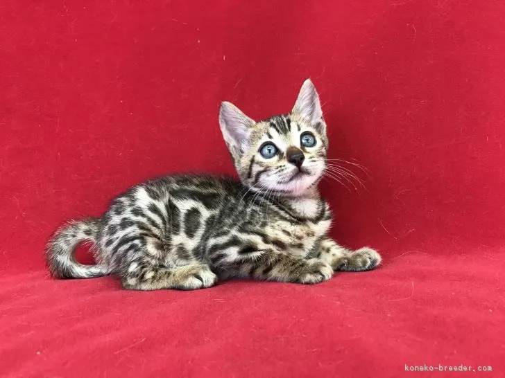 ID：1807-01414の子猫