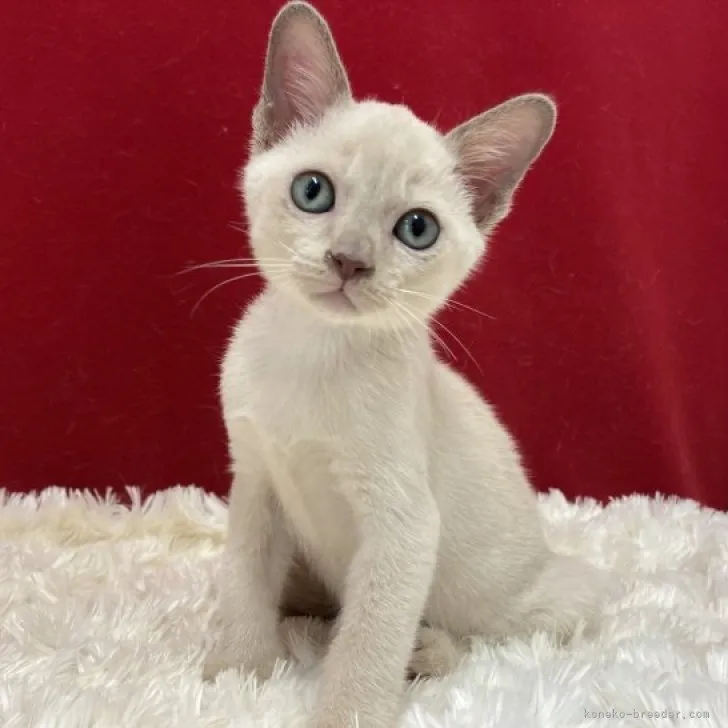 ID：2308-02776の子猫