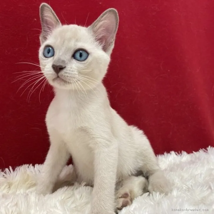 ID：2308-02781の子猫
