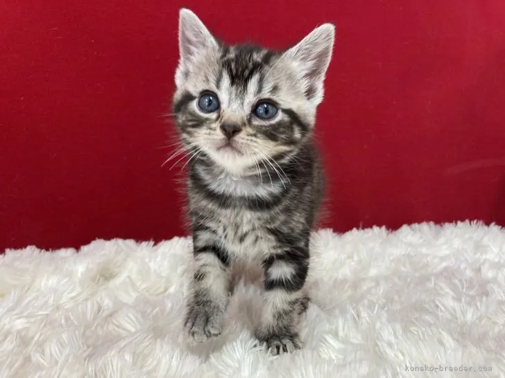 ID：2205-02449の子猫
