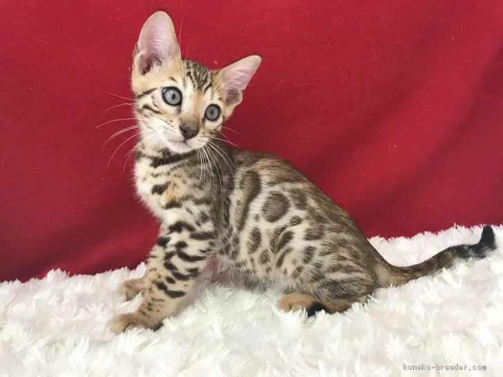 ID:2009-00528の子猫