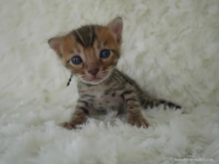 ID:1607-00358の子猫
