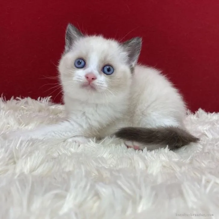 ID:2207-00689の子猫