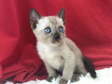 トンキニーズ【埼玉県・女の子・2018年9月10日・ナチュラルミンク】の写真「とても人懐っこい可愛いトンキちゃんです！」