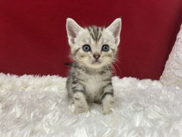 アメリカンショートヘア【埼玉県・女の子・2022年4月1日・シルバータビー】の写真「大変可愛い子です。」