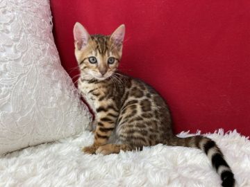 ベンガル【埼玉県・女の子・2022年4月5日・ブラウンスポテットタビー(ロゼット)】の写真「大変美しく綺麗な子ですよ。」