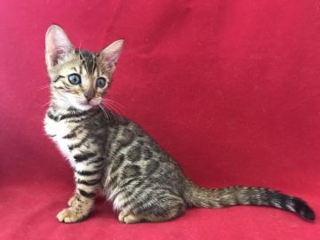 ベンガル【埼玉県・女の子・2018年8月25日・ブラウンスポテットタビー】の写真「とても綺麗な将来楽しみな女の子です！」