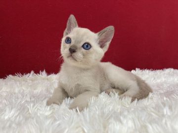 トンキニーズ【埼玉県・女の子・2022年5月13日・ナチュラルミンク】の写真「大変可愛い子ですよ！」
