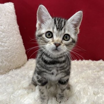 アメリカンショートヘア【埼玉県・男の子・2023年2月5日・シルバータビー】の写真「お顔の可愛い子です。」
