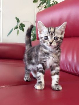 アメリカンショートヘア【埼玉県・女の子・2016年8月20日・シルバーパッチドタビー】の写真「守ってあげたいな」