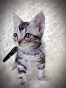 アメリカンショートヘア【埼玉県・男の子・2017年3月28日・シルバークラッシックタビー】の写真「甘えん坊な王子様」