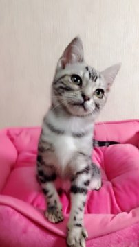 アメリカンショートヘア【埼玉県・女の子・2013年7月25日・シルバークラッシックタビー】の写真「美人な女の子です。」