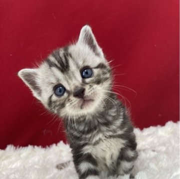 アメリカンショートヘア【埼玉県・男の子・2024年4月20日・シルバータビー】の写真「とっても可愛い子ですよ。」