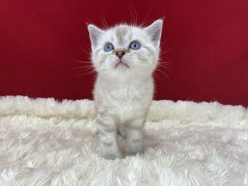 アメリカンショートヘア【埼玉県・男の子・2022年3月14日・シルバータビー】の写真「とっても可愛い子です。」