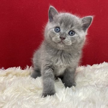 ブリティッシュショートヘア【埼玉県・女の子・2023年4月27日・ブルー】の写真「モフモフちゃんです。」