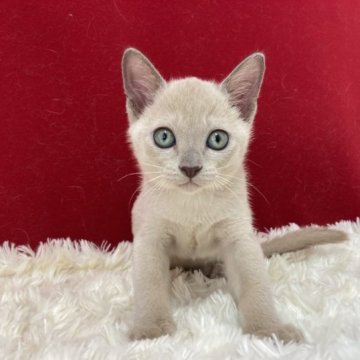 トンキニーズ【埼玉県・女の子・2023年6月28日・プラチナソリッド】の写真「とっても人懐っこい可愛い子です、」