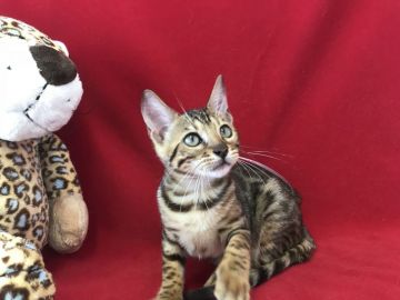 ベンガル【埼玉県・女の子・2018年7月8日・ブラックスポテットタビー】の写真「とても可愛い綺麗な女の子です！」